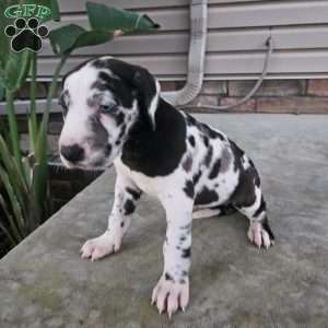 Jenni, Great Dane Puppy
