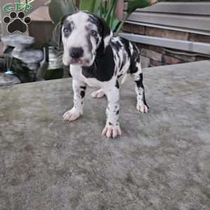 Jenni, Great Dane Puppy
