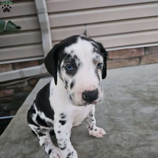 Jenni, Great Dane Puppy