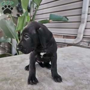 Jewels, Great Dane Puppy
