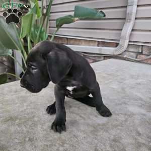 Jewels, Great Dane Puppy