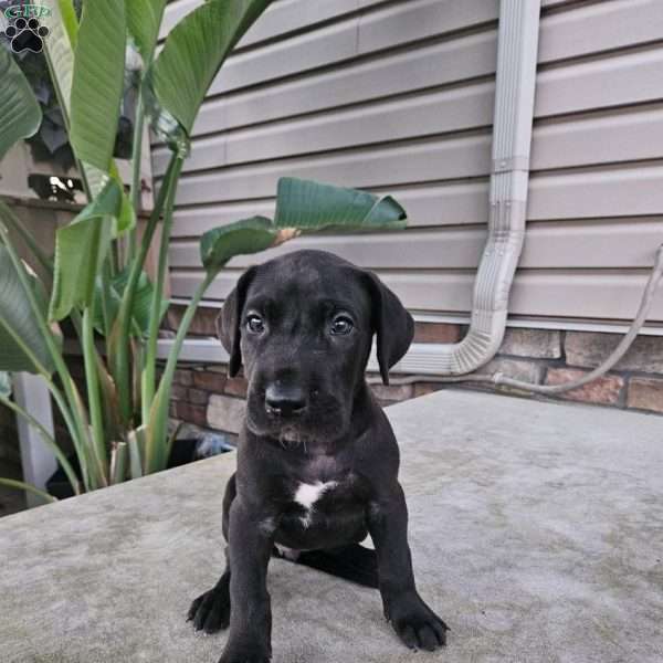 Jewels, Great Dane Puppy