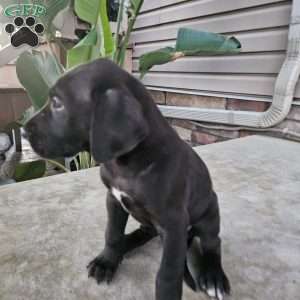 Jewels, Great Dane Puppy