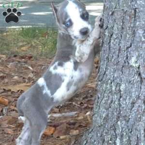 Blue Puzzle, Cane Corso Puppy