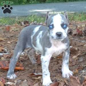 Blue Puzzle, Cane Corso Puppy