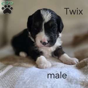 Twix, Mini Bernedoodle Puppy
