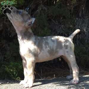 Sand Cloud, Cane Corso Puppy