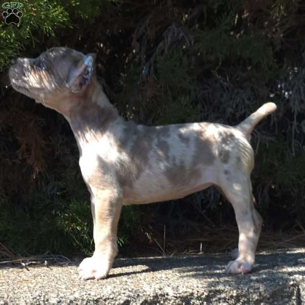 Sand Cloud, Cane Corso Puppy