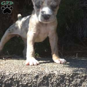 Sand Cloud, Cane Corso Puppy