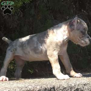 Sand Cloud, Cane Corso Puppy