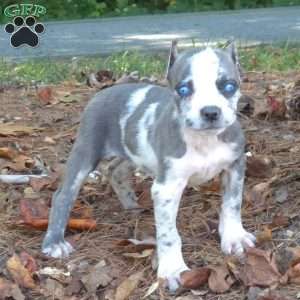 Blue Puzzle, Cane Corso Puppy