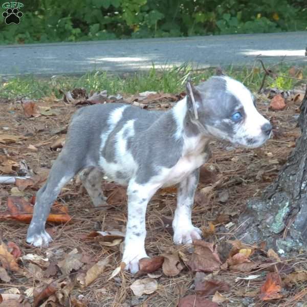 Blue Puzzle, Cane Corso Puppy