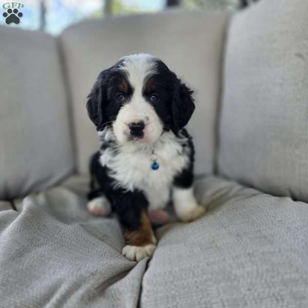 Snickers, Mini Bernedoodle Puppy