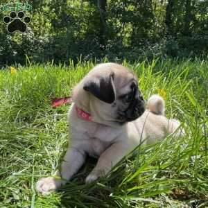 Chloe, Pug Puppy