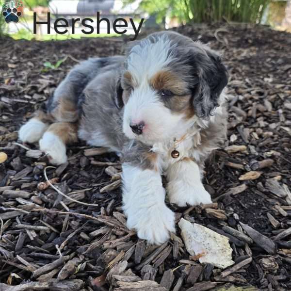 Hershey, Mini Bernedoodle Puppy