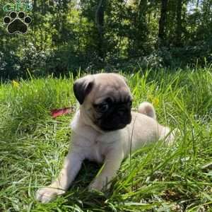 Chloe, Pug Puppy