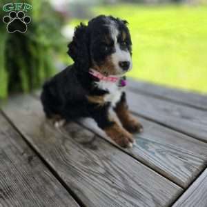 Kit Kat, Mini Bernedoodle Puppy