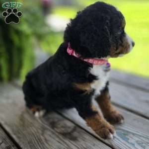Kit Kat, Mini Bernedoodle Puppy