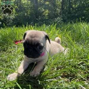 Chloe, Pug Puppy