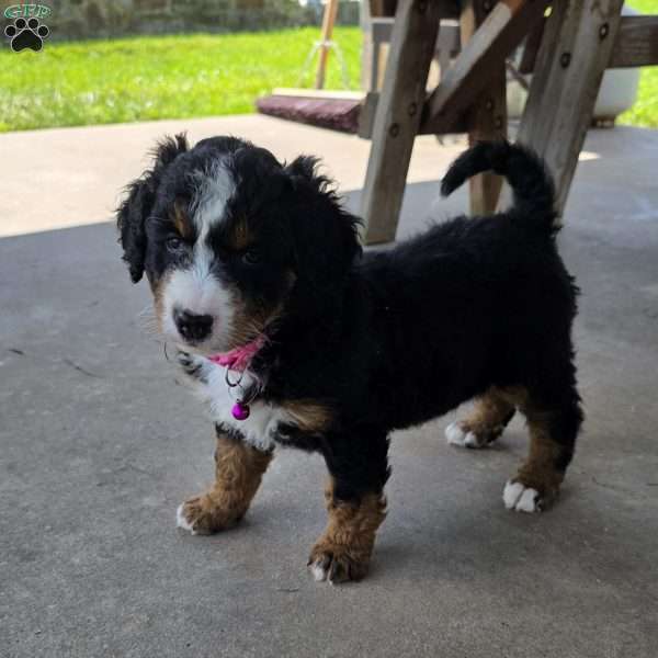 Kit Kat, Mini Bernedoodle Puppy