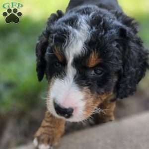 Kit Kat, Mini Bernedoodle Puppy