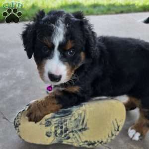 Kit Kat, Mini Bernedoodle Puppy