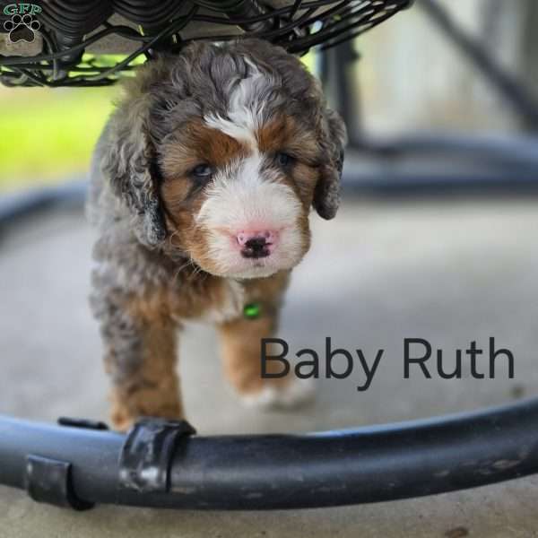 Baby Ruth, Mini Bernedoodle Puppy
