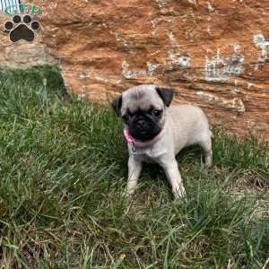 Snow White, Pug Puppy