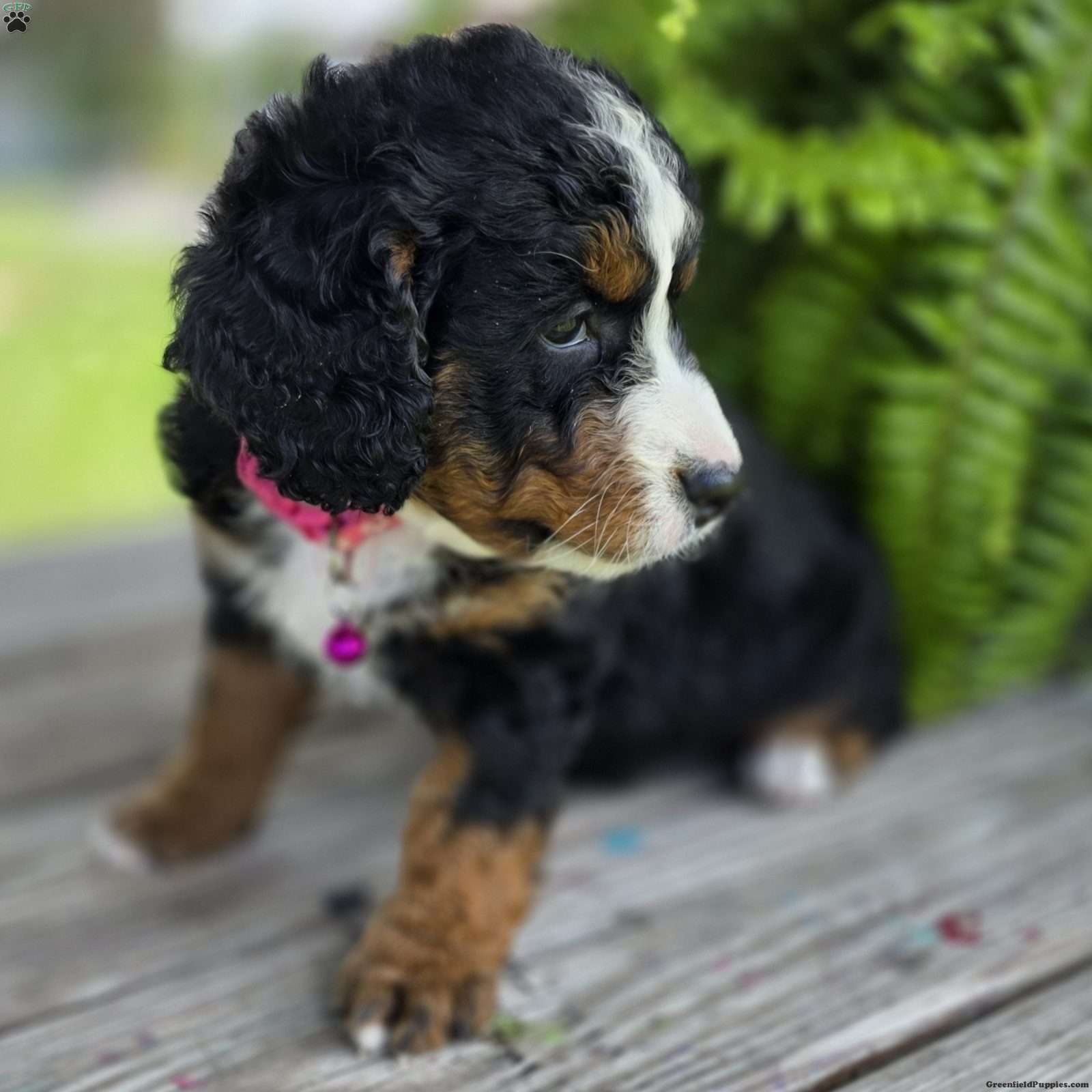Doodle / designer cross