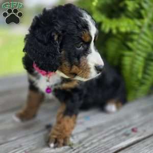 Kit Kat, Mini Bernedoodle Puppy