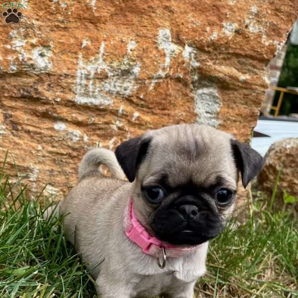 Snow White, Pug Puppy