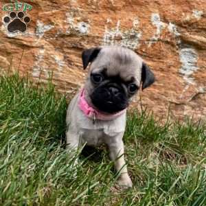 Snow White, Pug Puppy