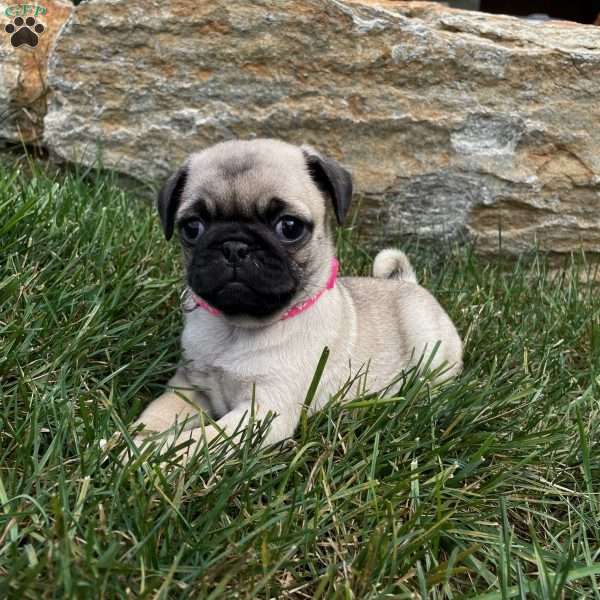 Chloe, Pug Puppy