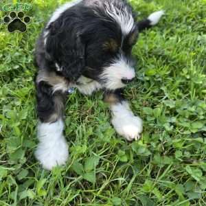 Twix, Mini Bernedoodle Puppy