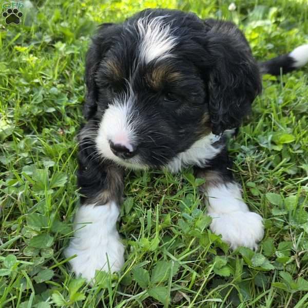 Twix, Mini Bernedoodle Puppy