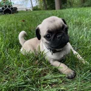 Sunshine, Pug Puppy