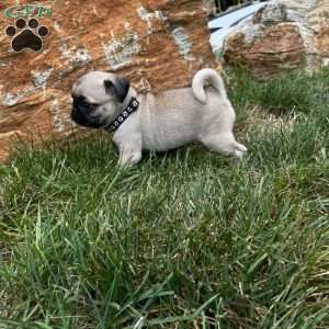 Sunshine, Pug Puppy