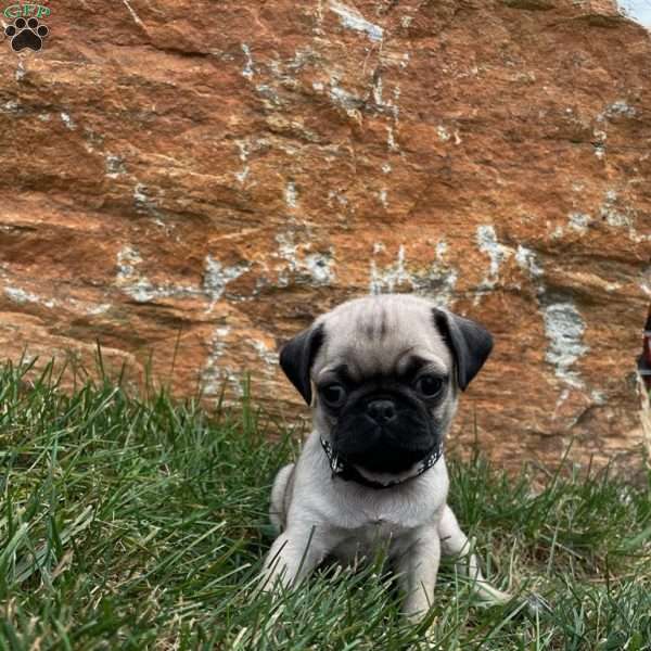 Sunshine, Pug Puppy