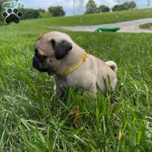 Daisy, Pug Puppy