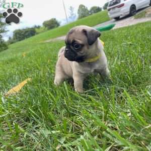 Daisy, Pug Puppy