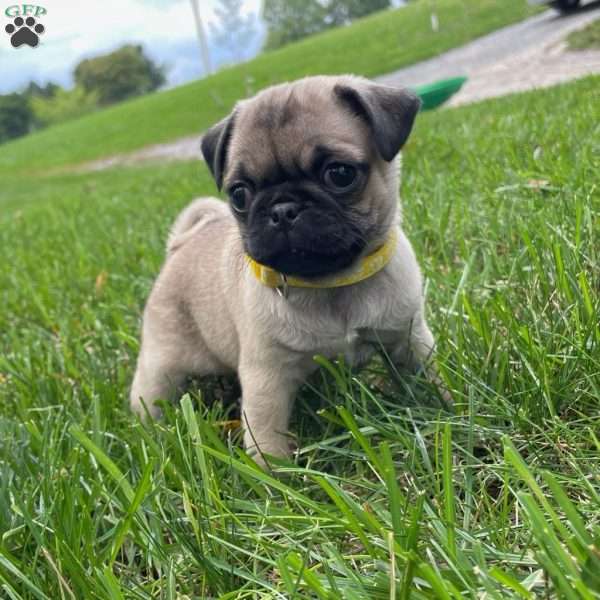 Daisy, Pug Puppy