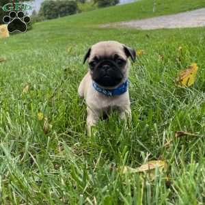 Betty, Pug Puppy