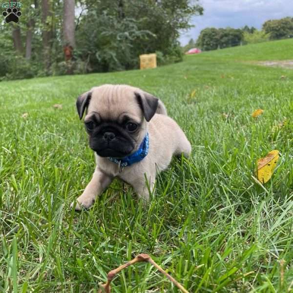 Betty, Pug Puppy