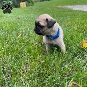 Betty, Pug Puppy