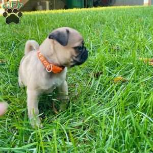 Max, Pug Puppy