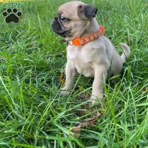 Max, Pug Puppy