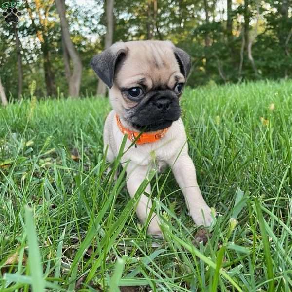 Max, Pug Puppy