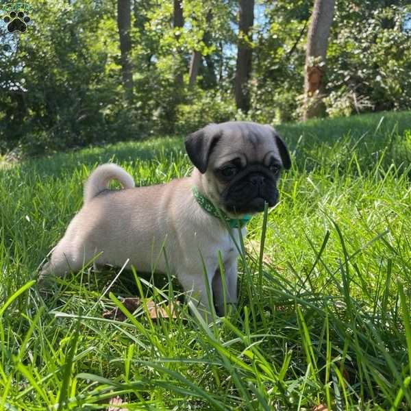 Maggie, Pug Puppy