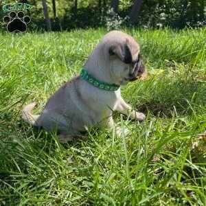 Maggie, Pug Puppy