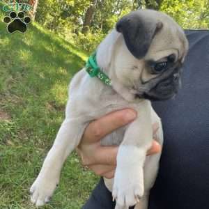 Maggie, Pug Puppy